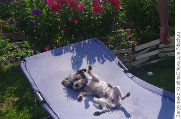 На солнышке хорошо.