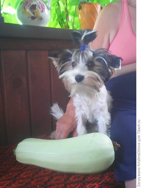 Сам вырастил.