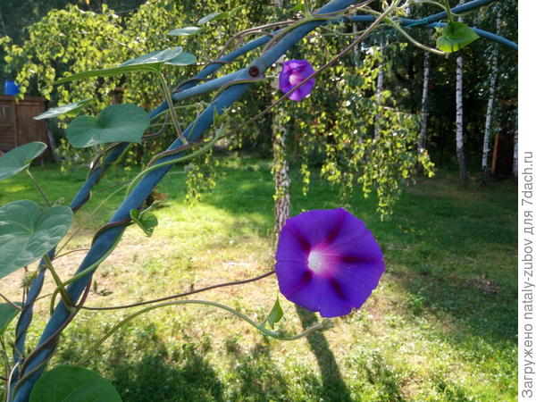 ипомея - яркая звездочка