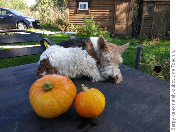 собаки после грибной охоты