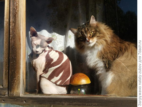 кошачье племя наблюдает за мной