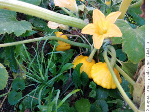 поздние пассисончики, а цветет-то как красиво