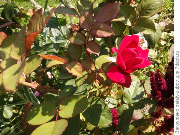 моя красавица радует до морозов