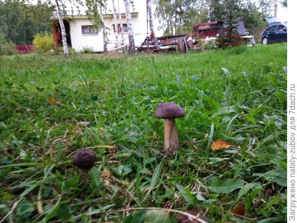мои подберезовички, постоянно растут, как на грядке