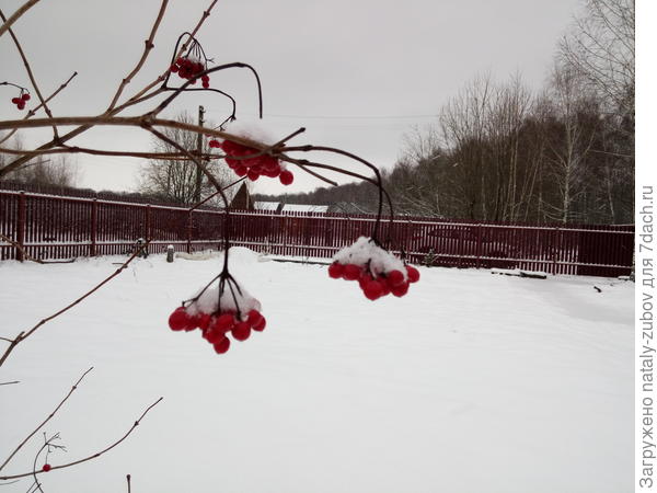 калина бульденеж, пересаживала осенью , надеюсь приживется моя красавица