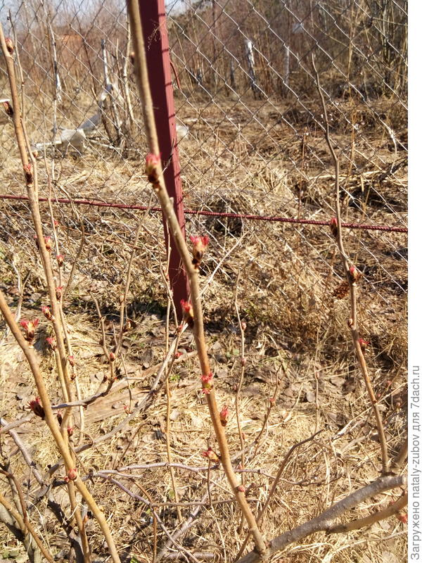 какие почки! рябинник