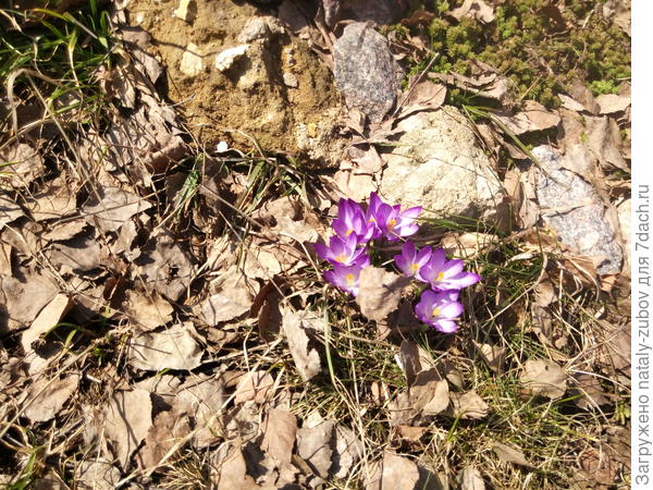 крокусы