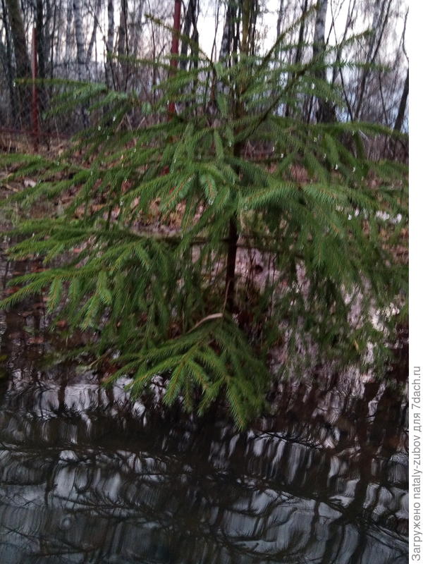 елочке совсем это не нравится