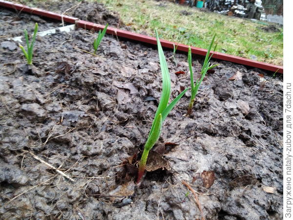 чеснок порадовал