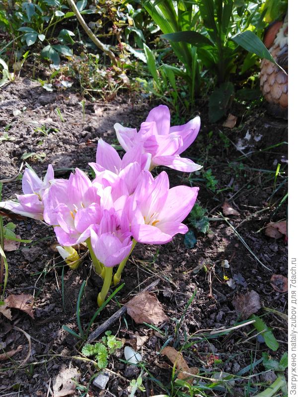 безвременник, конечно, это не все.... теперь будут зимними вечерами поднимать настроение