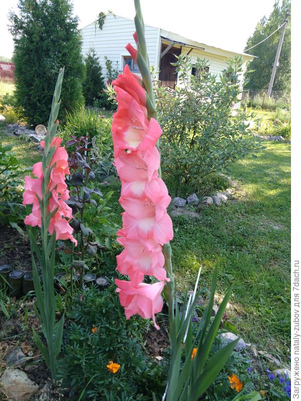 очень неудачные были в это лето гладиолусы, засуха у нас была ужасная