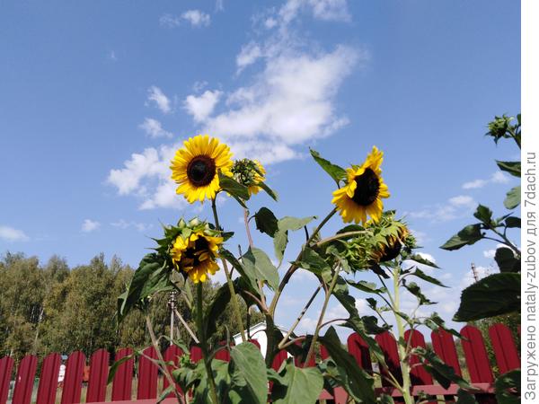 вот такие декоративные!