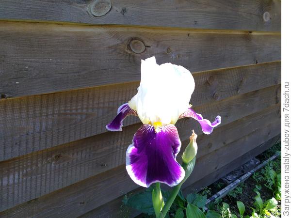 очень любимый