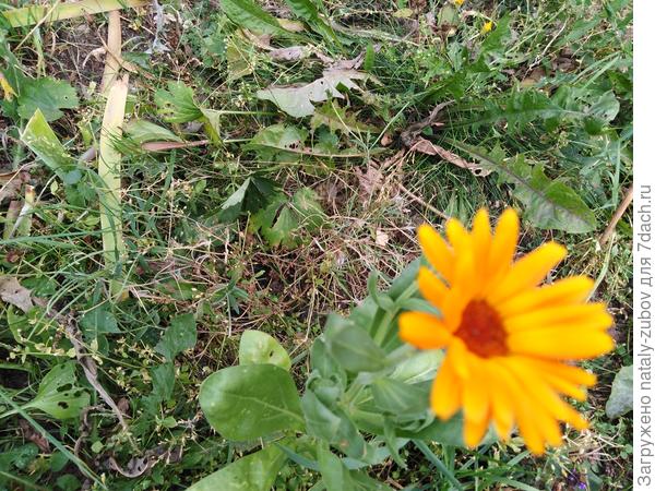 любимые! они у меня повсюду