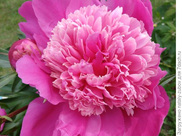 чудо! не устаю любоваться