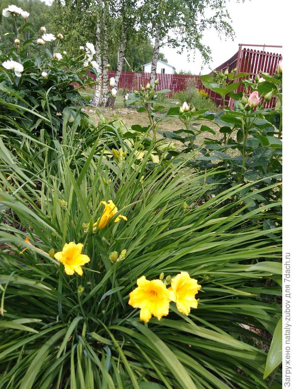 еще лилейник