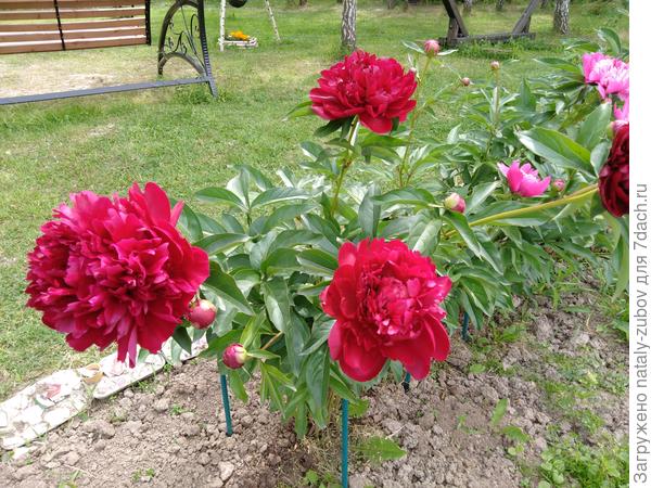 такая яркость!