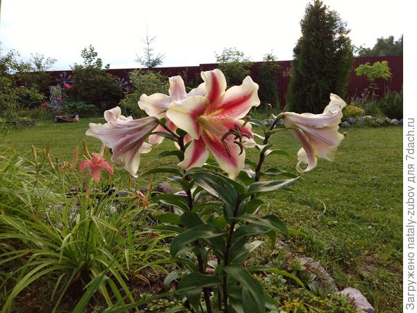 первый раз зацвела, года 4 только стебельки с листиками были, даже не знала, что это