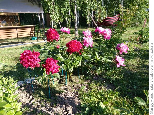 буду с надеждой ждать следующего лета, цветение должно быть больше