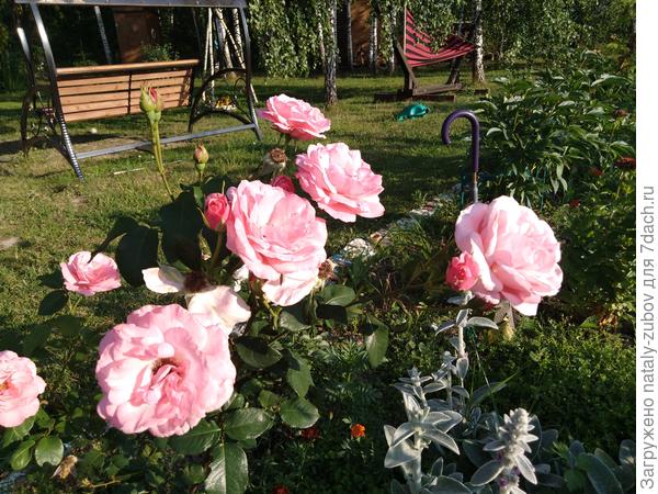 ну куда же без роз