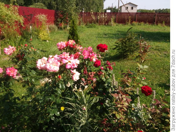 здесь берез нет, одна вдалеке у забора