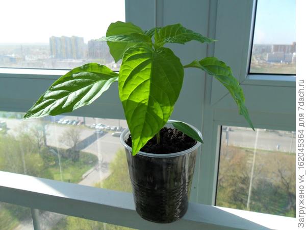 рассада ПЕРЦА