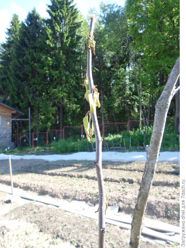 усыхают ветки