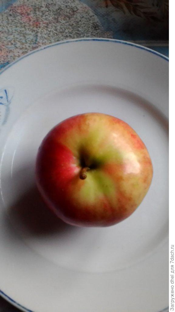 Первое яблоко. Покупалась как Мельба, но к сожалению пересорт.