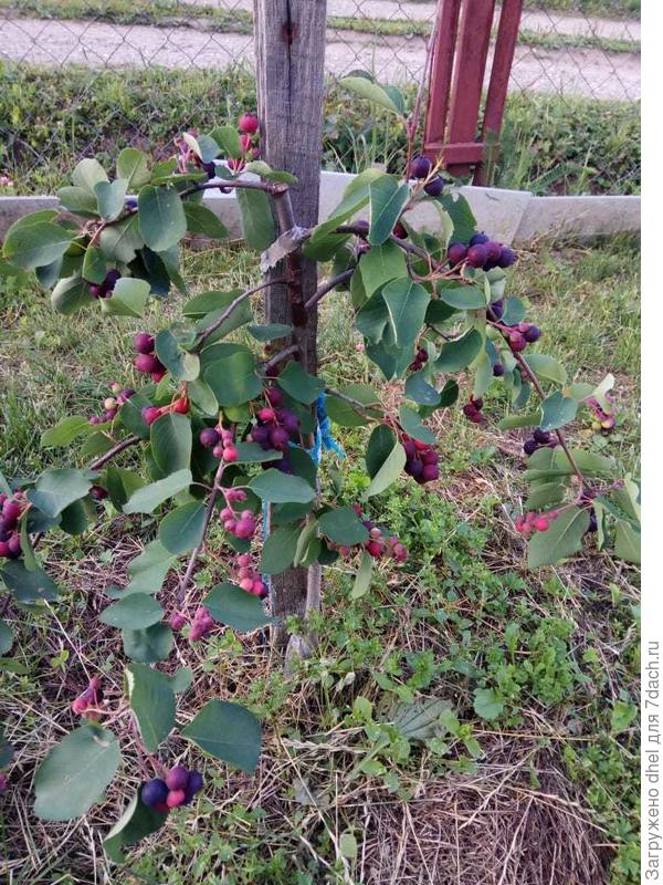 Игра Пембина