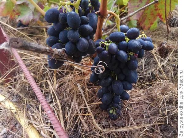 Виноград сорт Кодрянка