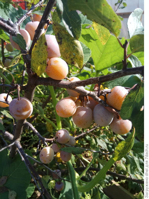 Слива от соседки. Сорт тоже не известен.