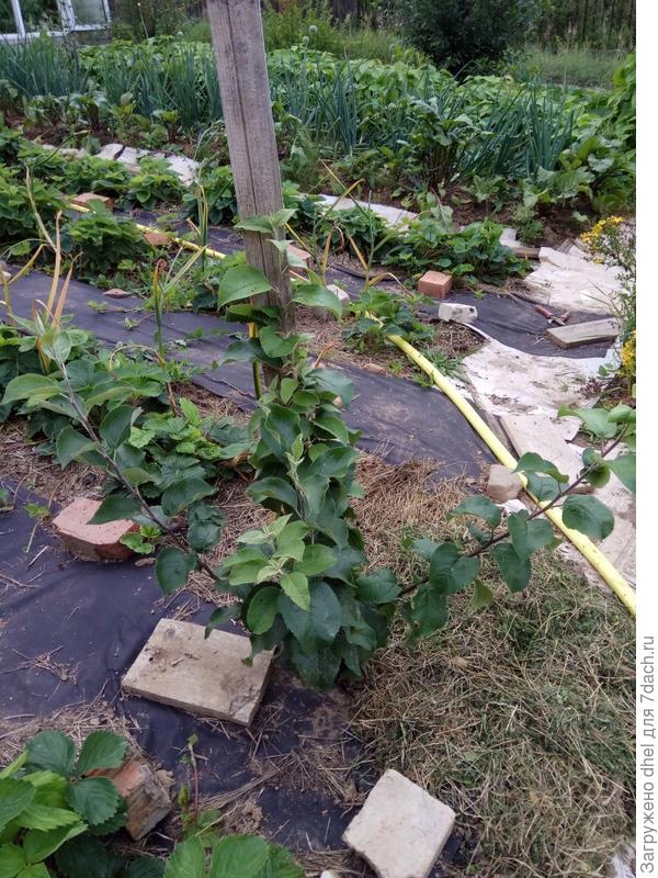 Прививки прижились и пошли в рост.