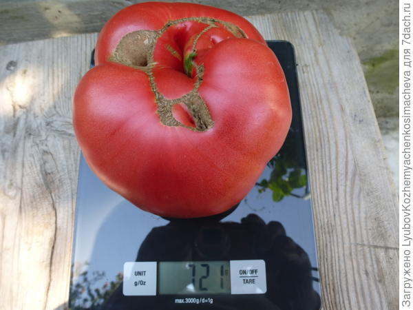 Индетерминантный  розовый F1