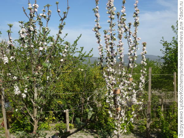 На фото две летние колоновидные яб лони,Вопрос-как их обрезать и надо ли обрезать, вернее как пишут  укоротить ветви , оставивь около ствола две почки. Я не понимаю. Может оставить как есть?.