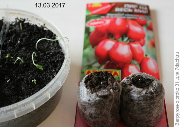 первые всходы