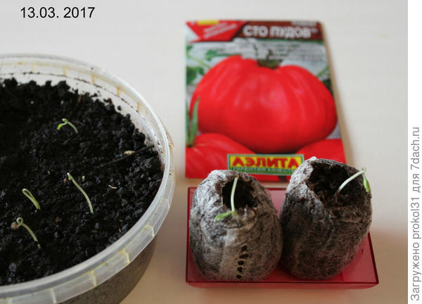 первые всходы
