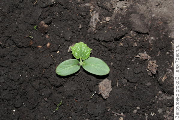 первый лист