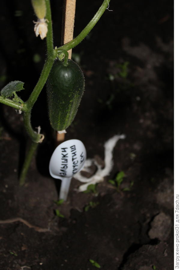 Малышки хрустишки