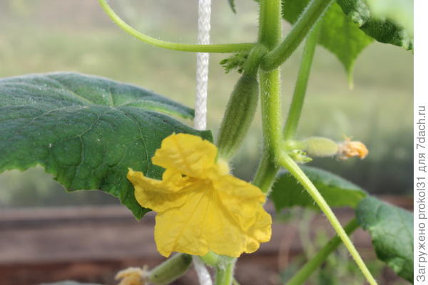 первый цветок