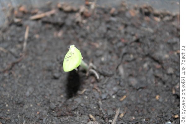 первые всходы