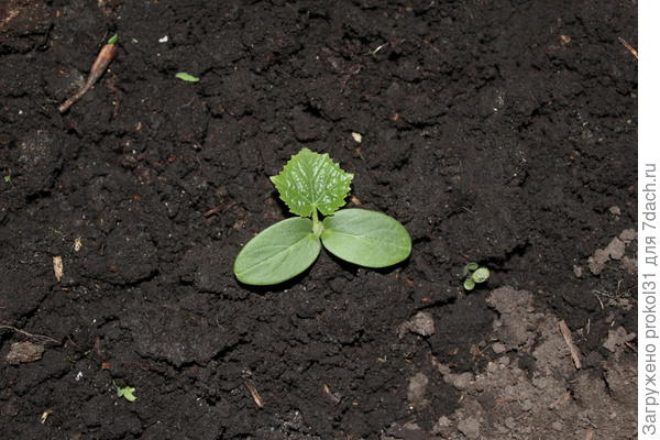 первый лист