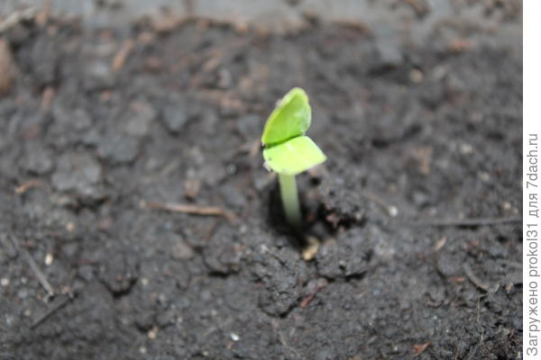 всходы в теплице