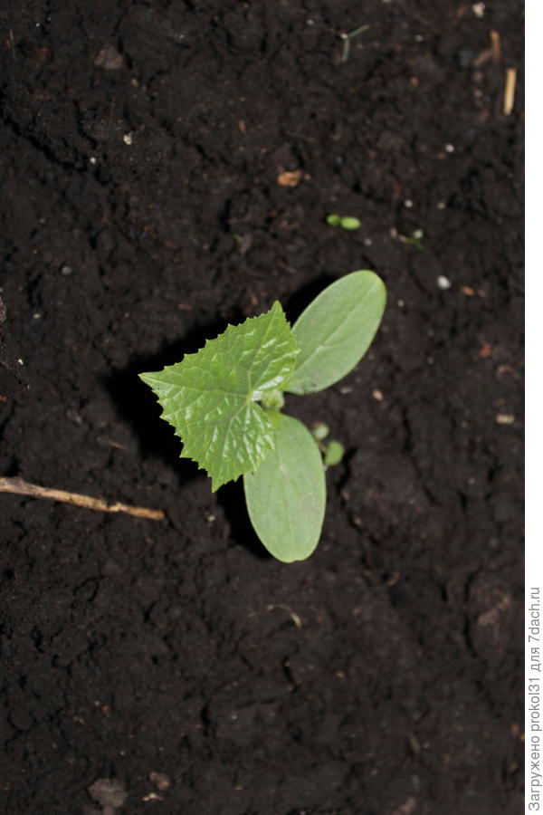 первый лист