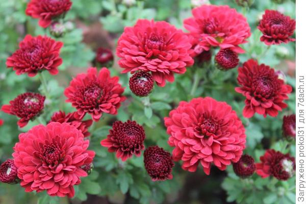 хризантема