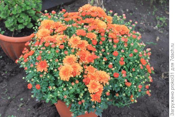 хризантема