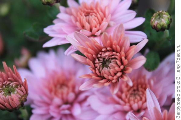 хризантема