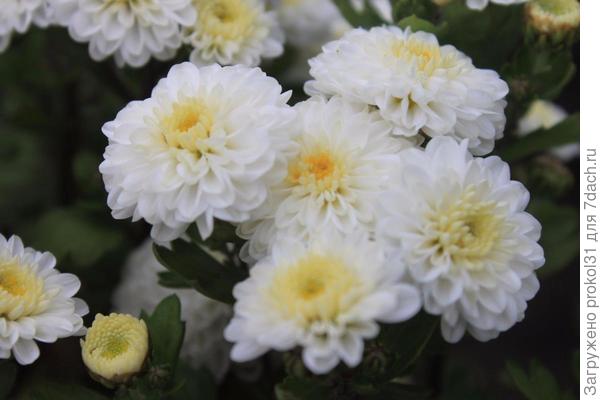 хризантема