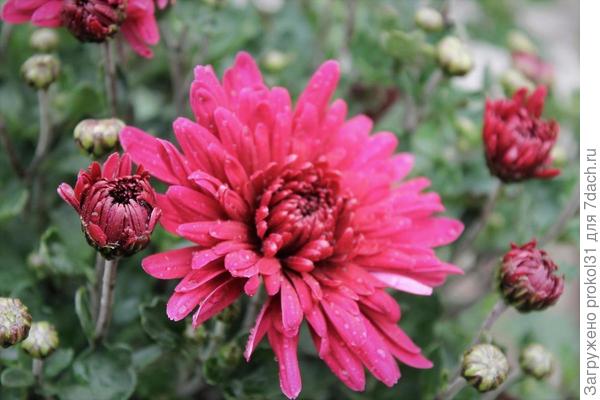 хризантема