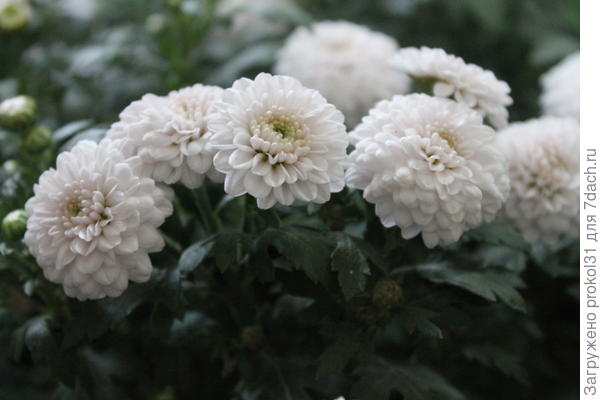 хризантема