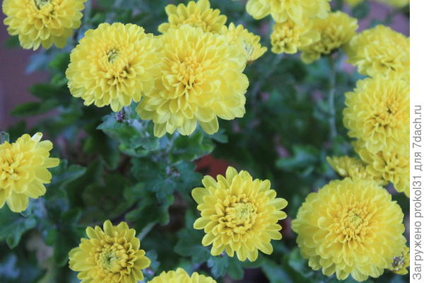 хризантема